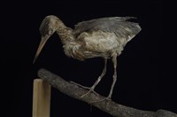 藏品(池鷺)的圖片